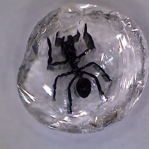 Ant - Millefiori Cane